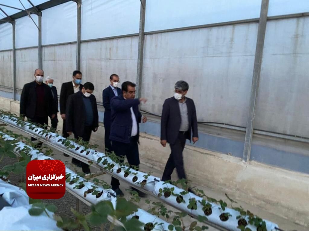 شکوفایی یک گلخانه توت‌فرنگی با حمایت‌های دستگاه قضا