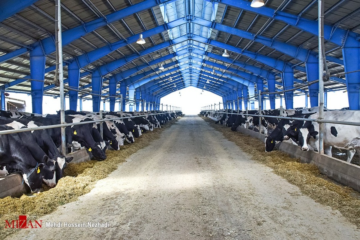 ۸۰۰ تن انواع محصولات کشاورزی و دامی با همت زندانیان خراسان رضوی تولید شد