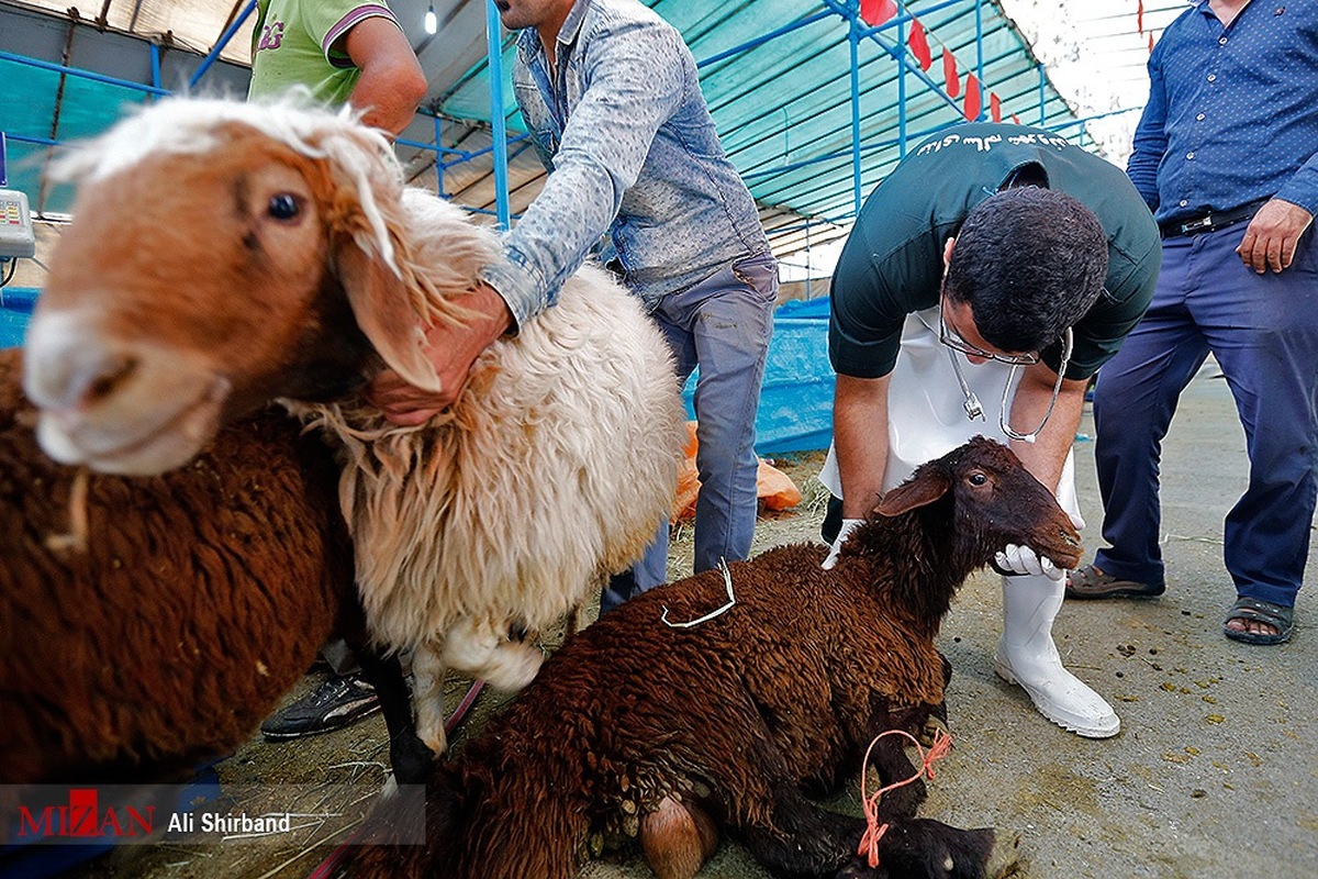 رئیس شورای تامین‌کنندگان دام: قیمت واقعی گوشت قرمز مشخص نیست