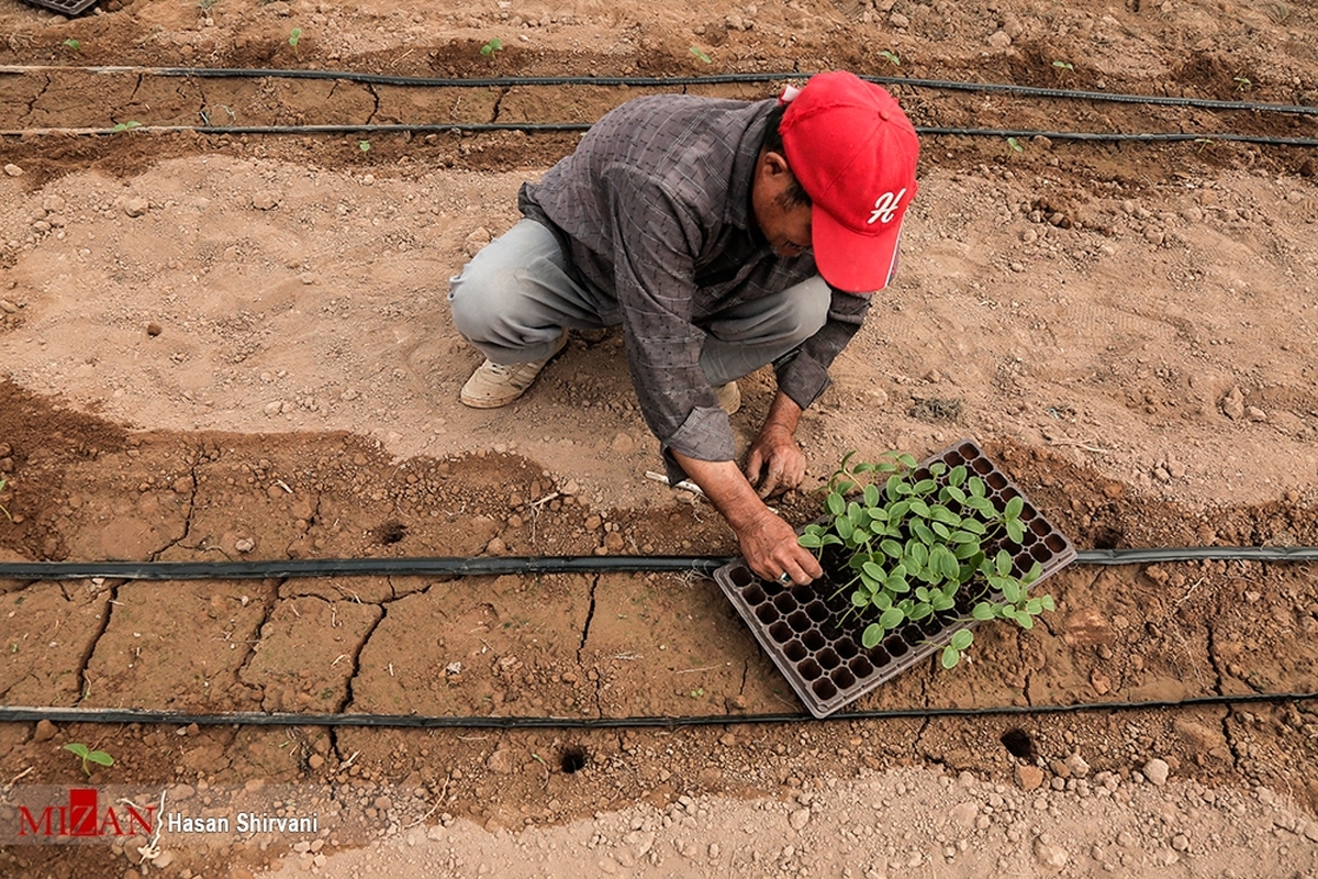 ایجاد ۵۰ شغل با تاسیس یک گلخانه به کمک قوه قضاییه