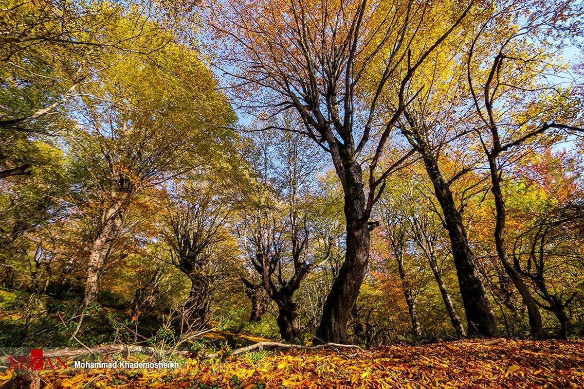 ورود دادستانی شهرستان شهریار به موضوع شناسنامه‌دار کردن درختان