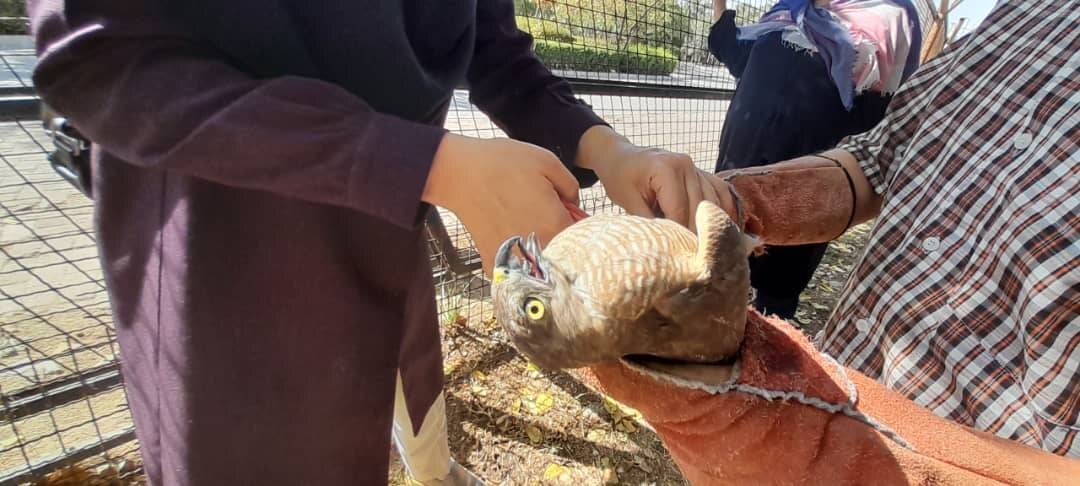 رهاسازی پرندگان شکاری در زیستگاههای طبیعی استان تهران همزمان با روز جهانی پرندگان مهاجر رهاسازی پرندگان شکاری در زیستگاههای طبیعی استان تهران همزمان با روز جهانی پرندگان مهاجر