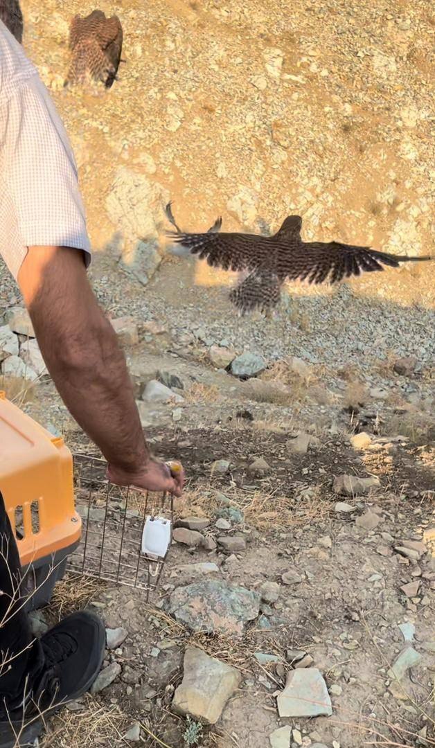 رهاسازی پرندگان شکاری در زیستگاههای طبیعی استان تهران همزمان با روز جهانی پرندگان مهاجر رهاسازی پرندگان شکاری در زیستگاههای طبیعی استان تهران همزمان با روز جهانی پرندگان مهاجر