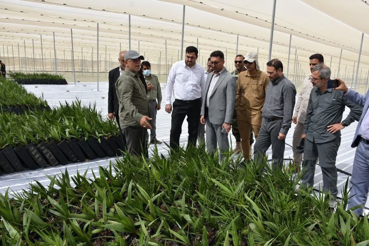 حمایت دستگاه قضایی از اشتغالزایی برای ۴ هزار جوان هرمزگانی/ بزرگترین نخلستان «مَجول» دنیا در بشاگرد احداث میشود حمایت دستگاه قضایی از اشتغالزایی برای ۴ هزار جوان هرمزگانی/ بزرگترین نخلستان «مَجول» دنیا در بشاگرد احداث میشود