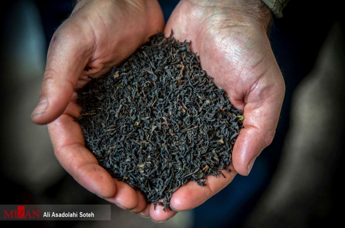 جزئیاتی از پرونده واردات چای/گزارش تکمیلی سازمان بازرسی به مرجع قضایی ارسال می‌شود