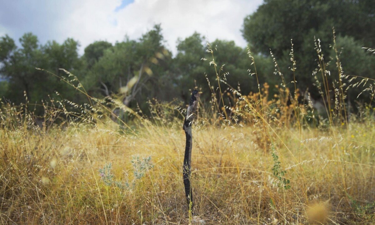 تراژدی گمشدگان در مسیر‌های مهاجرتی اروپا