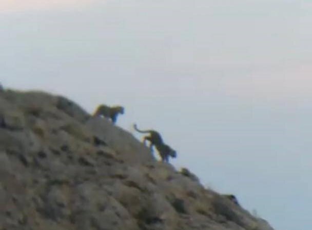 پلنگ ایرانی در قاب دوربین محیطبانان انزها فیروزکوه پلنگ ایرانی در قاب دوربین محیطبانان انزها فیروزکوه