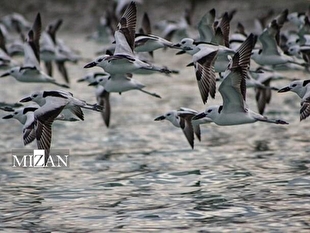 ۳۵ گونه از پرندگان مهاجر به ایران در فهرست گونه‌های در معرض خطر قرار دارند