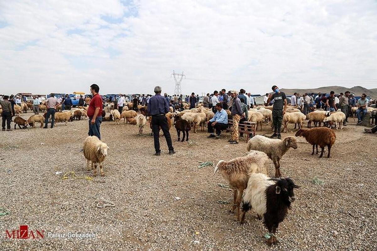 آنچه باید از تب کریمه کنگو بدانیم؛ از علائم بیماری تا راه‌های ابتلا و استان‌های پرخطر