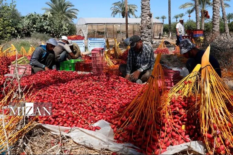 چگونه رژیم صهیونیستی توانایی غزه برای تغذیه خودش را از بین برد؟