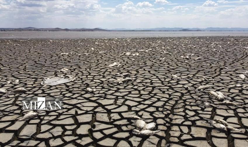 اجساد سرد مهاجران در مرزهای داغ آمریکا