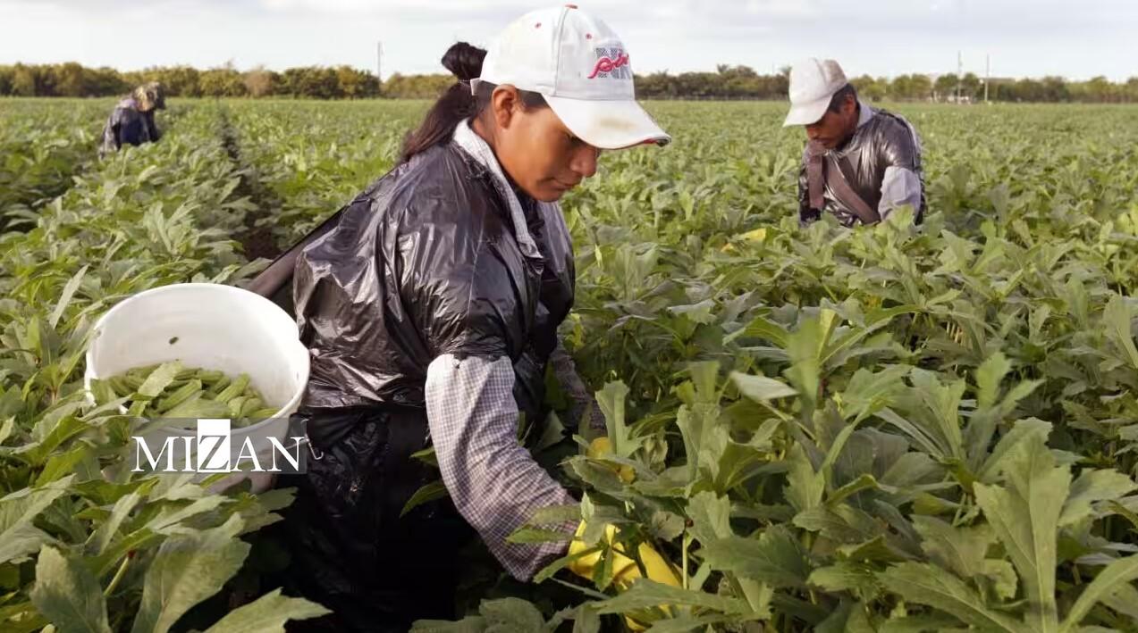 سوءاستفاده از کارگران مهاجر؛ برگی دیگر از نقض حقوق بشر در استرالیا سوءاستفاده از کارگران مهاجر؛ برگی دیگر از نقض حقوق بشر در استرالیا