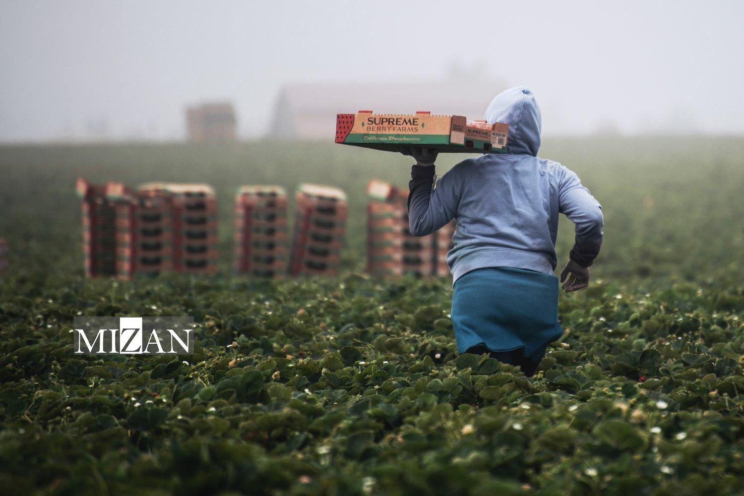 سوءاستفاده از کارگران مهاجر؛ برگی دیگر از نقض حقوق بشر در استرالیا سوءاستفاده از کارگران مهاجر؛ برگی دیگر از نقض حقوق بشر در استرالیا