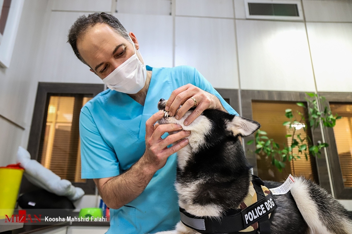 چند چالش مهم جامعه دامپزشکی/ لزوم تشویق دامپزشکان به حضور در مناطق روستایی و شهرستان‌ها