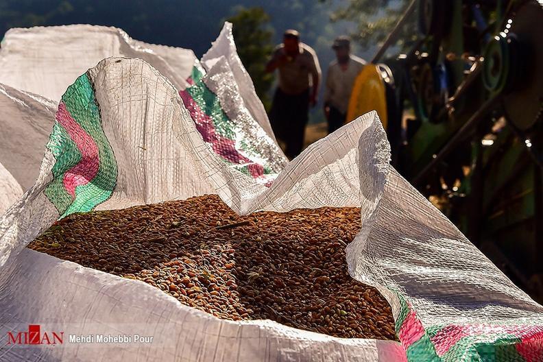 برخورد دادگستری آذربایجان غربی با توزیعکنندگان خارج از شبکه ۷۰۰ تن گندم یارانهای دولتی اخبار هفته