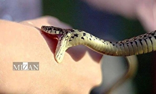 اینفوگرافیک | اقدامات لازم برای پیشگیری از مسمومیت ناشی از گزیدگی جانوران سمی