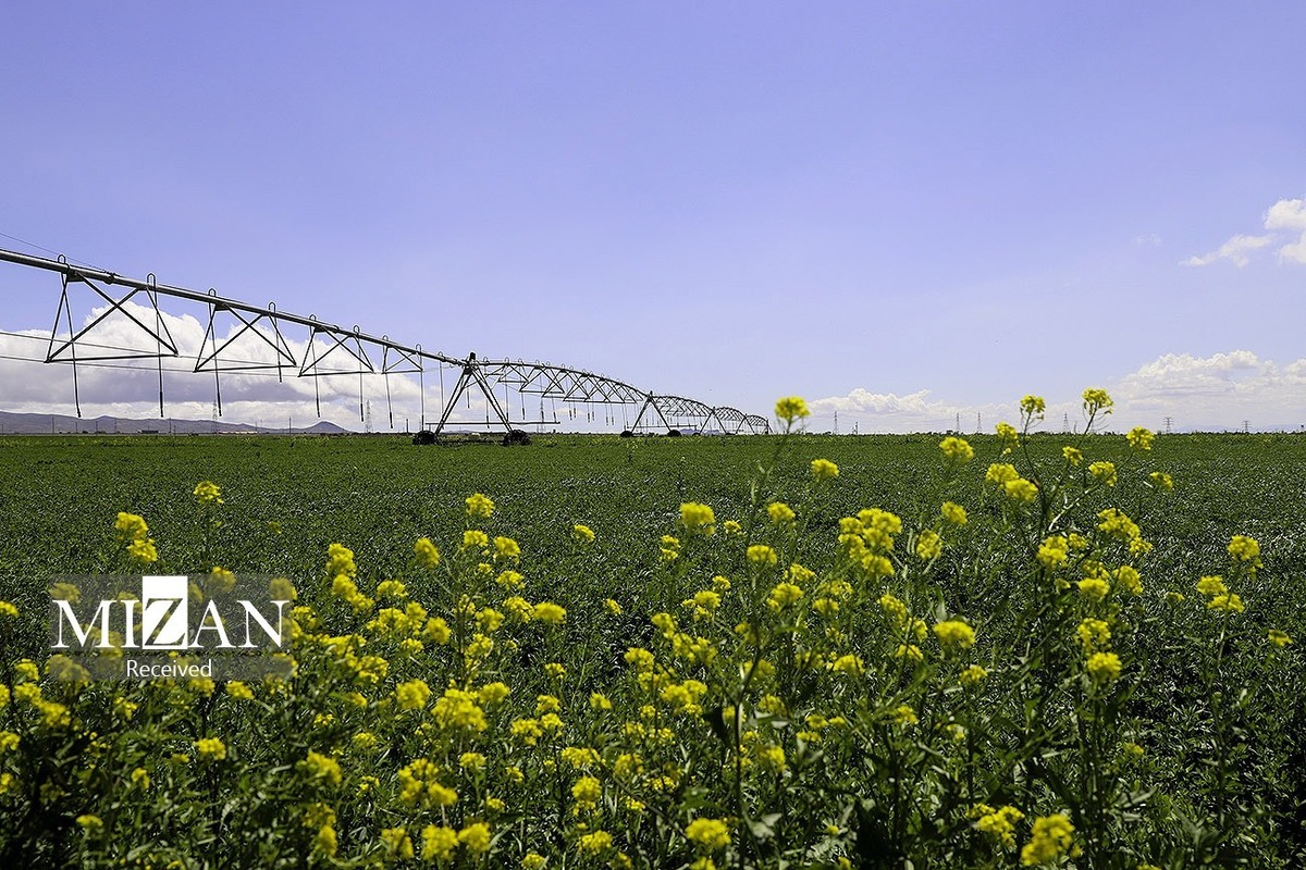 ۸۰ درصد از زمین‌های کشاورزی استان اصفهان سنددار شد