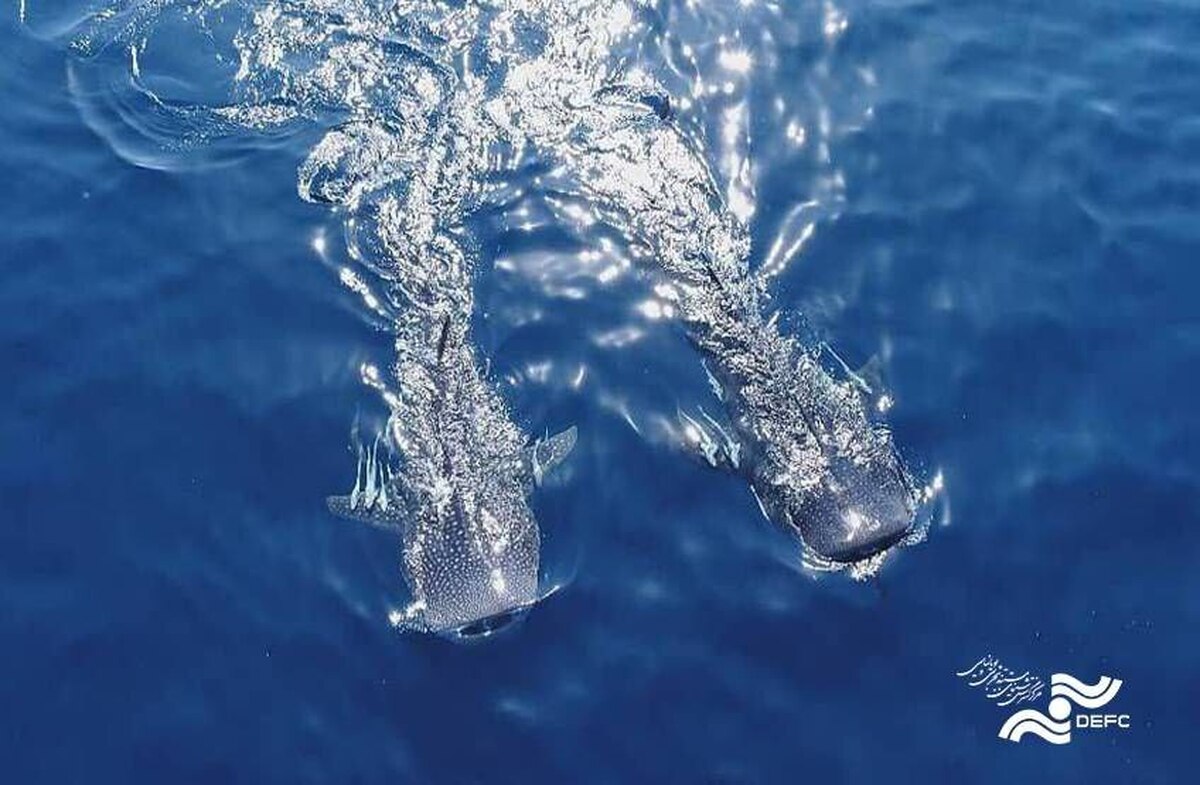 «آخرین کوسه نهنگ» به جشنواره «آسولو» ایتالیا راه پیدا کرد