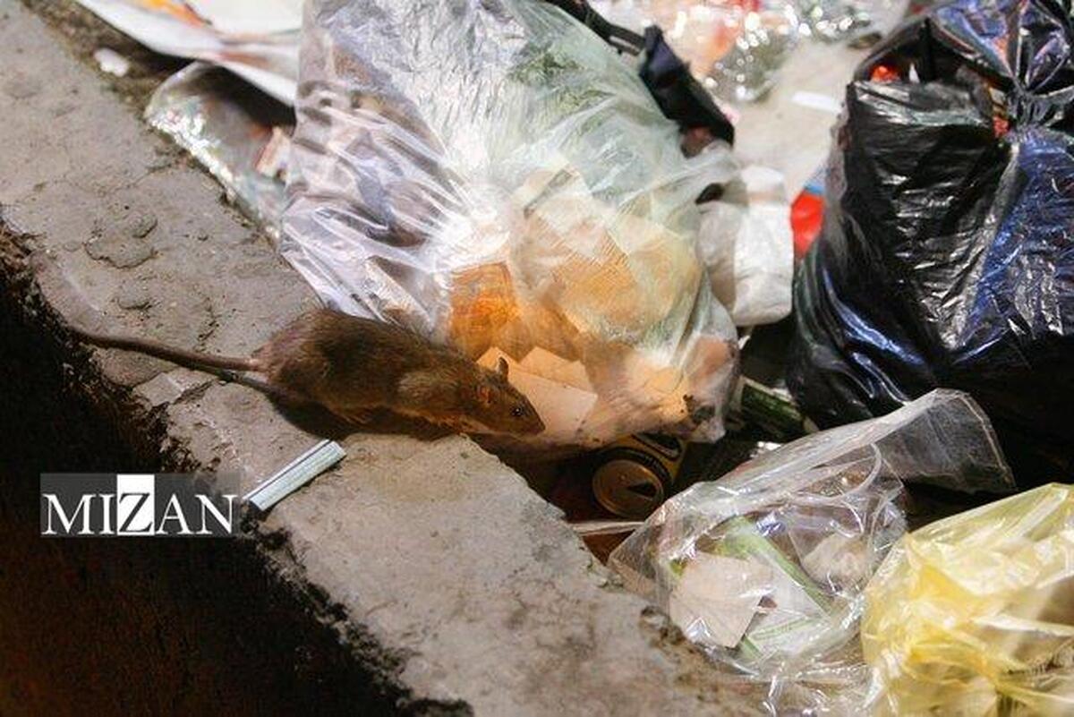 نقش شهروندان در کاهش جمعیت حیوانات موذی / زباله‌های رهاشده خوراک موش، گربه و سگ‌های ولگرد می‌شود