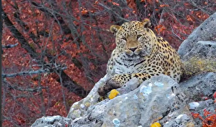 تصویری از یک قلاده پلنگ در طبیعت پاییزی منطقه پارک ملی و پناهگاه حیات‌وحش کیاسر و چهاردانگه