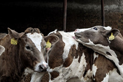 خودکفایی در تولید شیر با تلیسه نمونه
