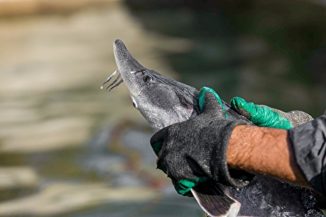 پرورش ماهیان خاویاری - کلات نادری