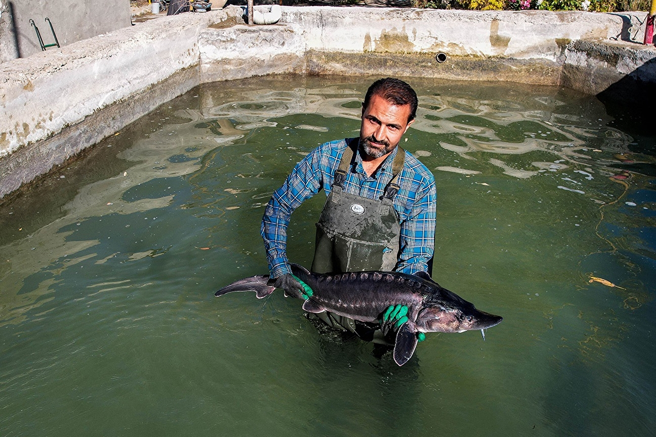 پرورش ماهیان خاویاری - کلات نادری