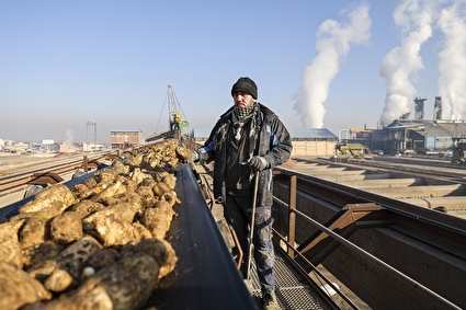 از چغندر تا شیرینی؛ روایت تصویری تولید شکر در قلب اصفهان