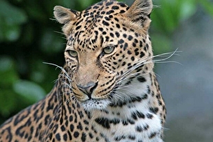 زنده‌گیری پلنگ ایرانی در خانه روستایی یک هم‌وطن گیلانی