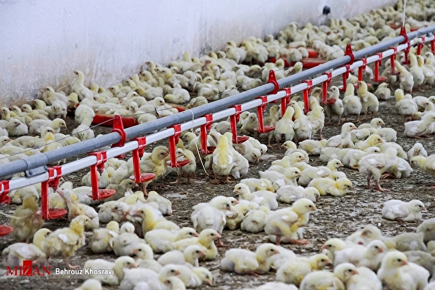 زنگ خطر کاهش جوجه‌ریزی؛ تولیدکنندگان مرغ در معرض زیان و خروج از چرخه تولید هستند