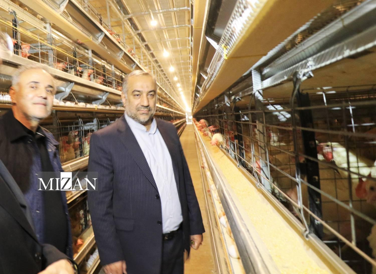 آسیابی رئیس کل دادگستری گلستان سهم ۳۳ درصدی از تولید تخممرغ کشور با حمایت دادگستری/ ۸۰ تُن افزایش تولید روزانه و ۴۸۰ شغل جدید؛ نتیجه ورود میدانی دستگاه قضا به تولید