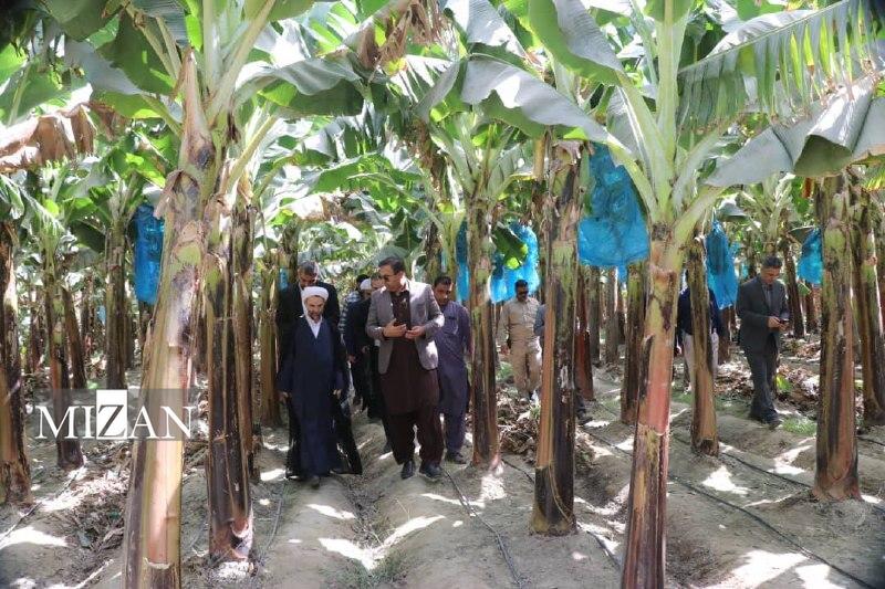 معاون اول قوه قضاییه از باغات موز و صنعت کشاورزی باهوکلات بازدید کرد