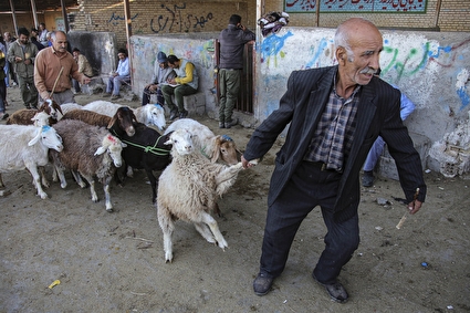 رونق بازار فروش دام در آستانه عید قربان