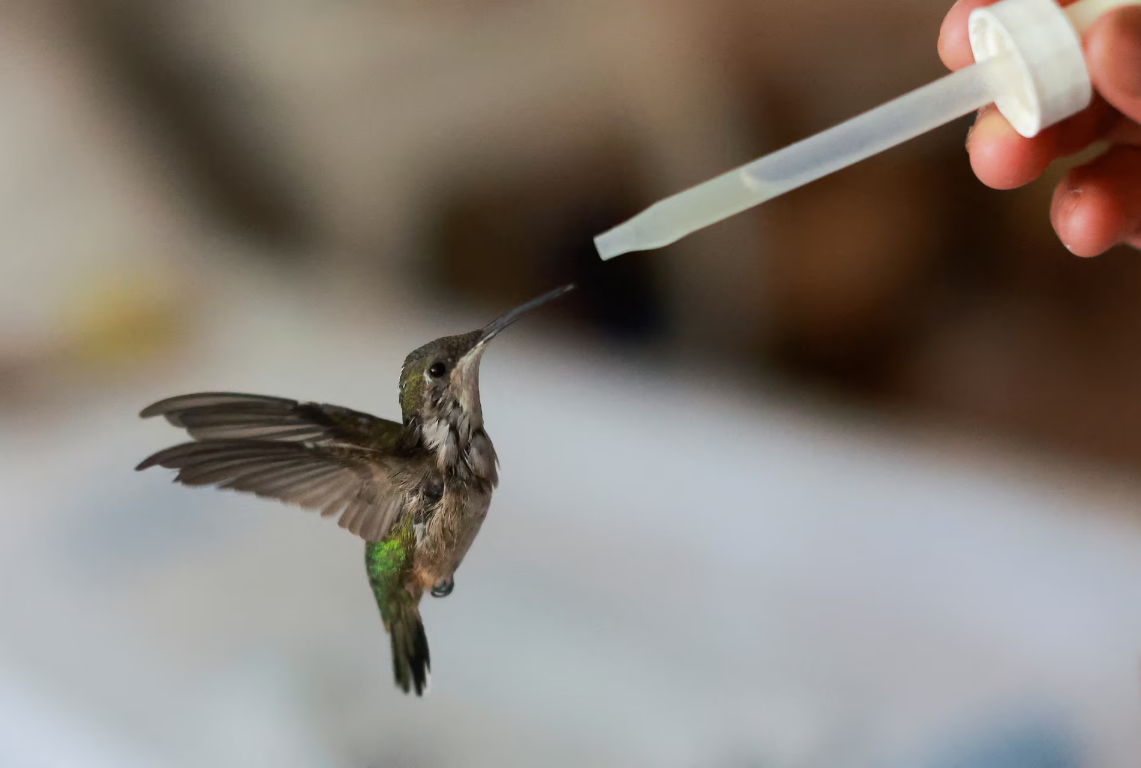 نجات مرغ‌های مگس خوار