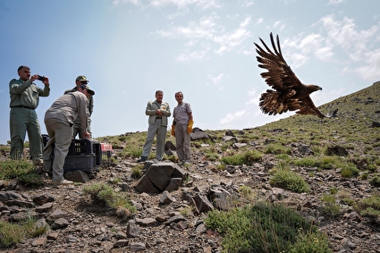 رهاسازی ۱۷ قطعه پرنده شکاری