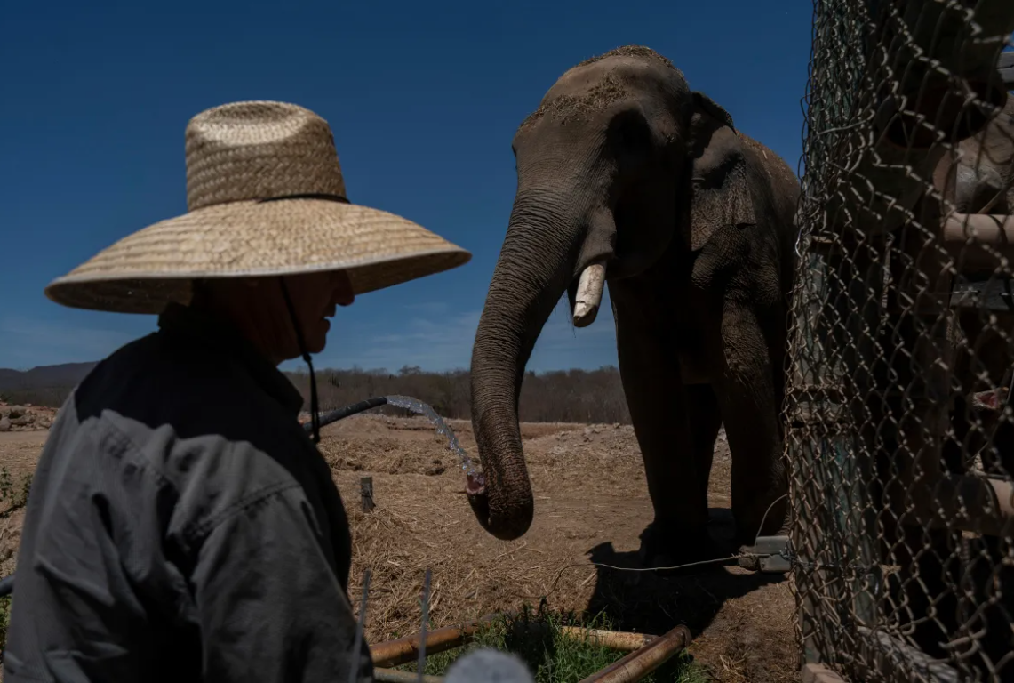 حراج حیوانات در مکزیک