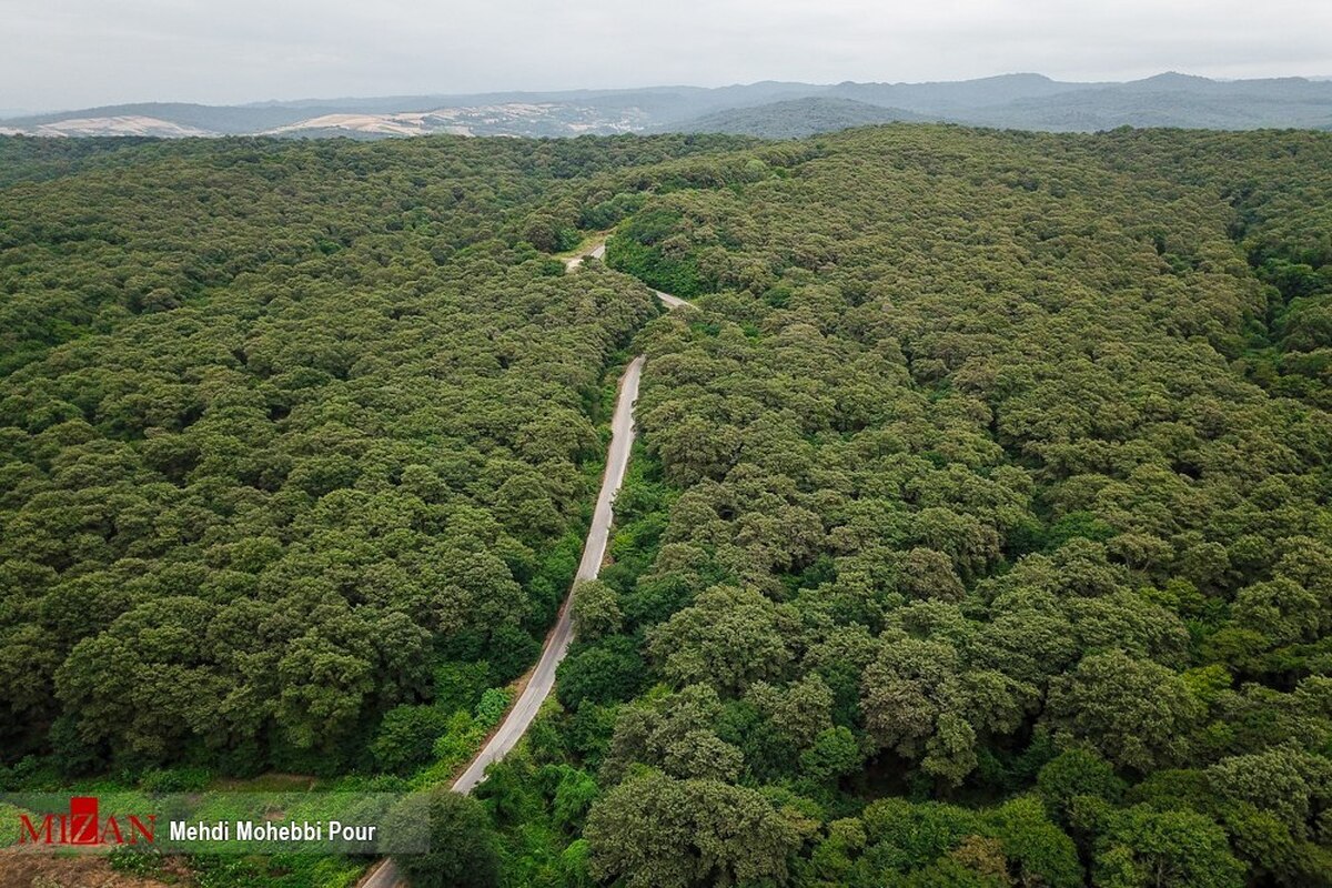۱۰۰ هکتار از جنگل‌های هیرکانی در منطقه خان‌ببین با ورود دستگاه قضایی به مالکیت منابع طبیعی بازگشت