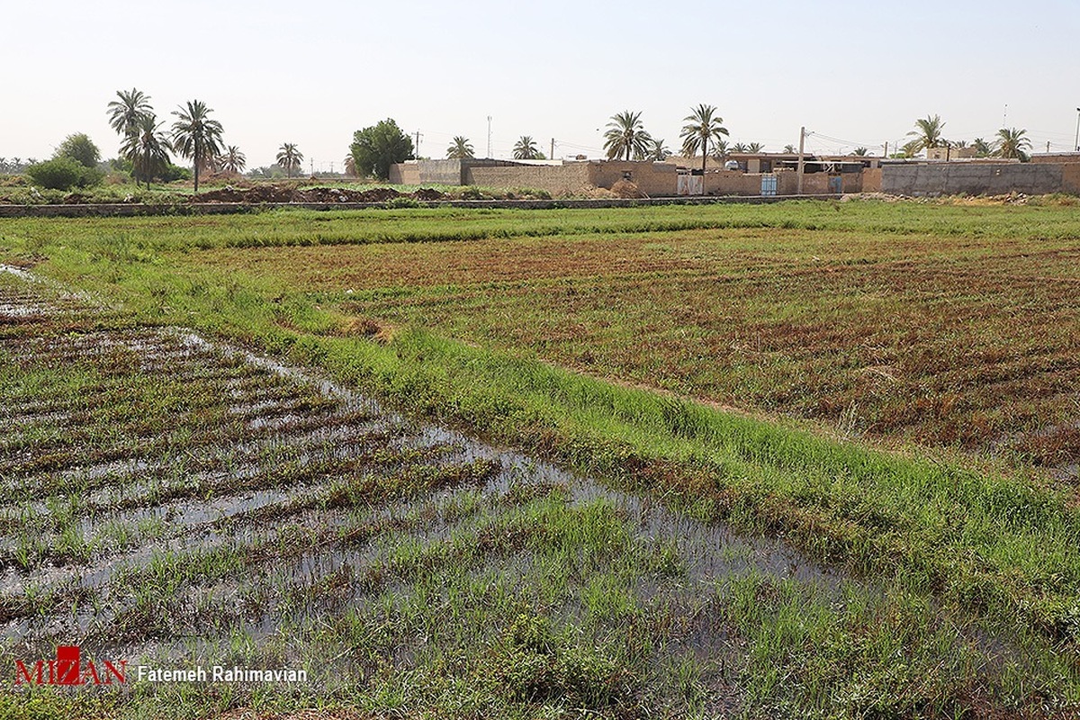 اقدامات دادگستری استان خوزستان در زمینه صیانت از اراضی ملی و منابع طبیعی/ بازگشت بیش از ۷ هزار هکتار اراضی تصرف شده به دولت