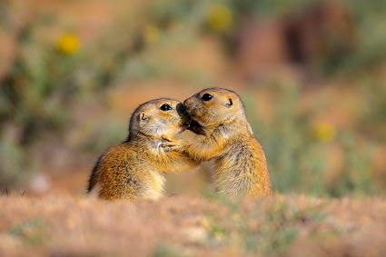 ردپای سنجاب