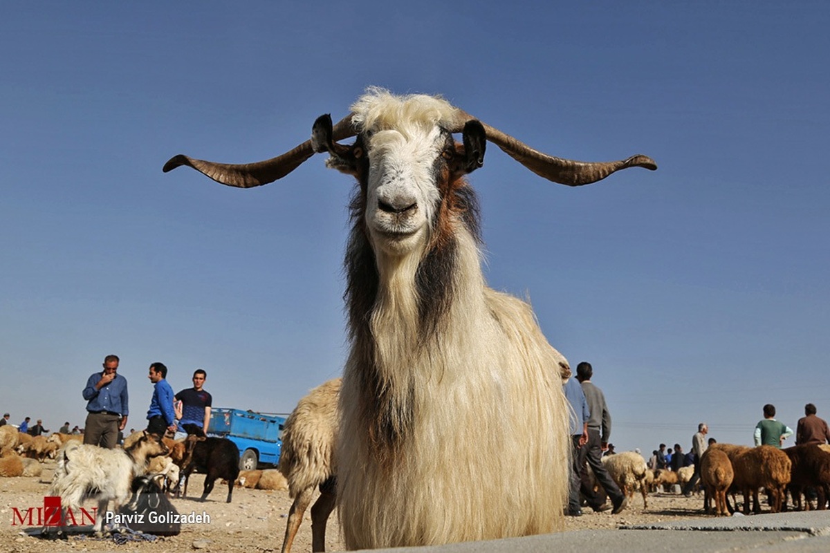 گرما عرضه دام را افزایش داد اما گوشت ارزان نشد