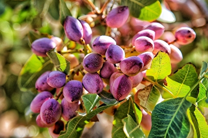 برداشت پسته در باغات اسفراین