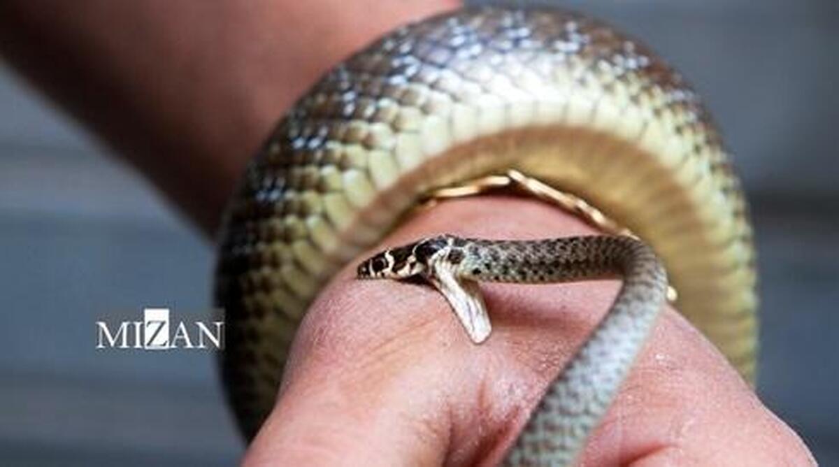 اهمیت آگاهی‌بخشی در پیشگیری و درمان مارگزیدگی