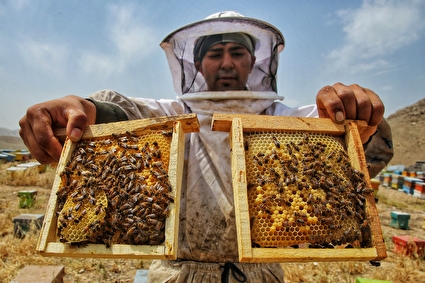 پرورش زنبور عسل