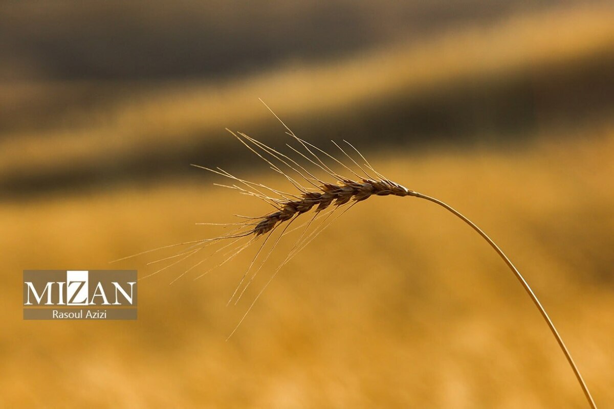 پس از تاکیدات رئیس قوه قضاییه، ۲۱ همت دیگر به حساب گندمکاران واریز شد