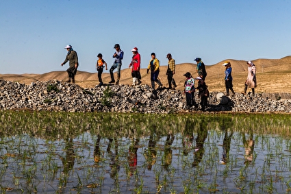 شالیزار‌های کلات نادری