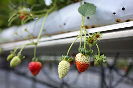 بزرگترین گلخانه توت فرنگی کشور