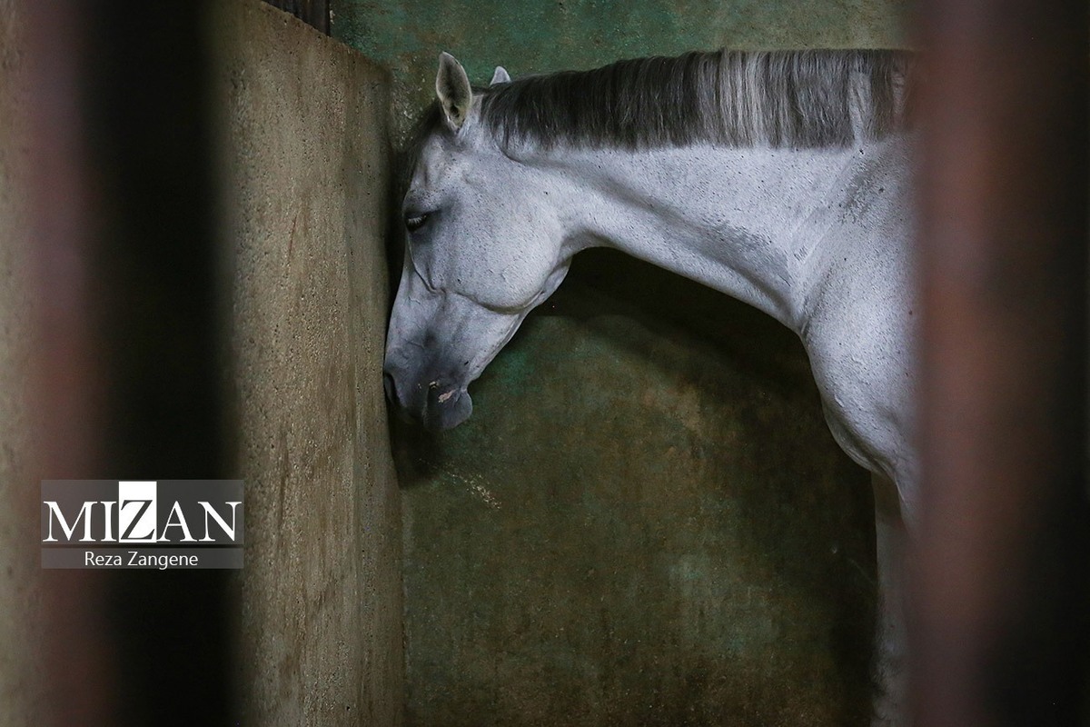 واکنش عجیب فدراسیون سوارکاری به یک گزارش مستند/ فدراسیون در مورد اتفاقات اخیر چه اقدامی کرده است؟