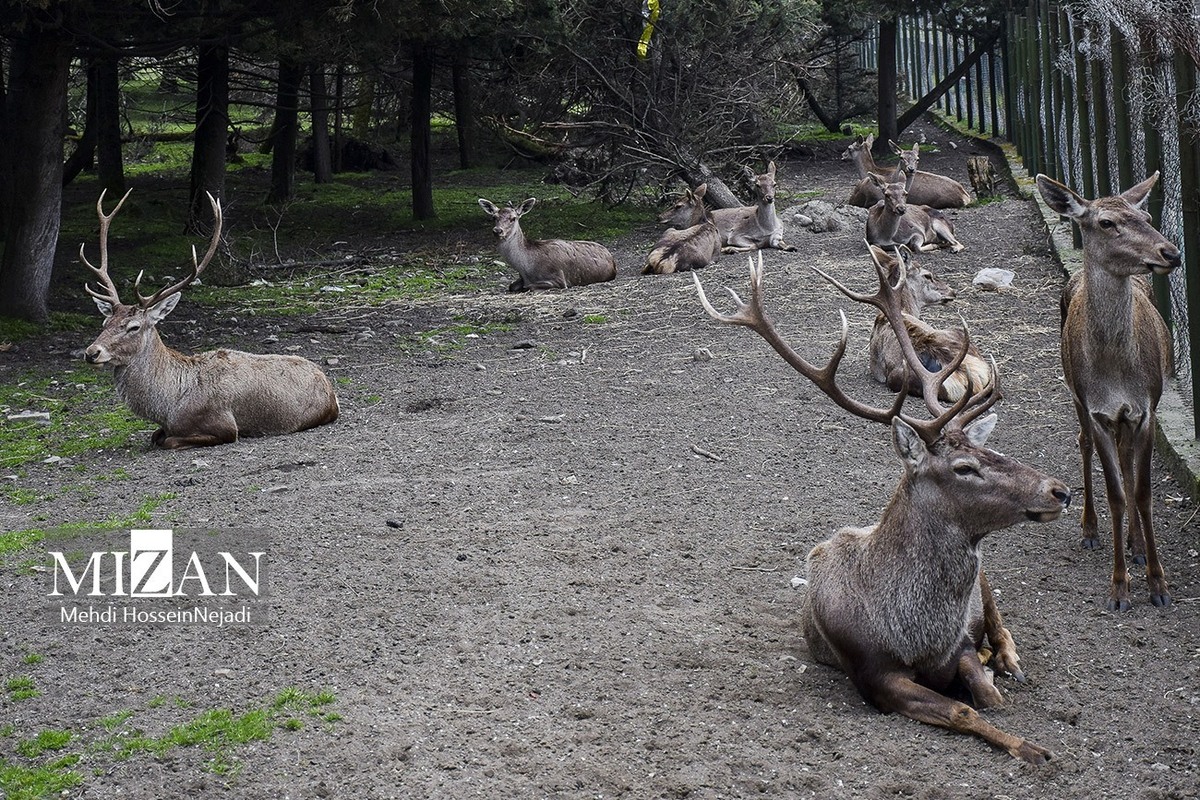 پایش ۱۳ شکارچی غیرمجاز استان گلستان از طریق پلیس آغاز شد