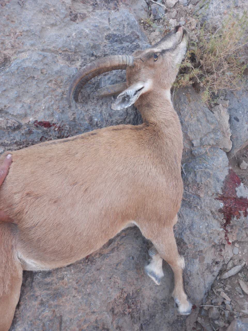 شکارچی حرفه‌ای قوچ و بز وحشی منطقه حفاظت‌شده شهرستان خاتم دستگیر و روانه زندان شد