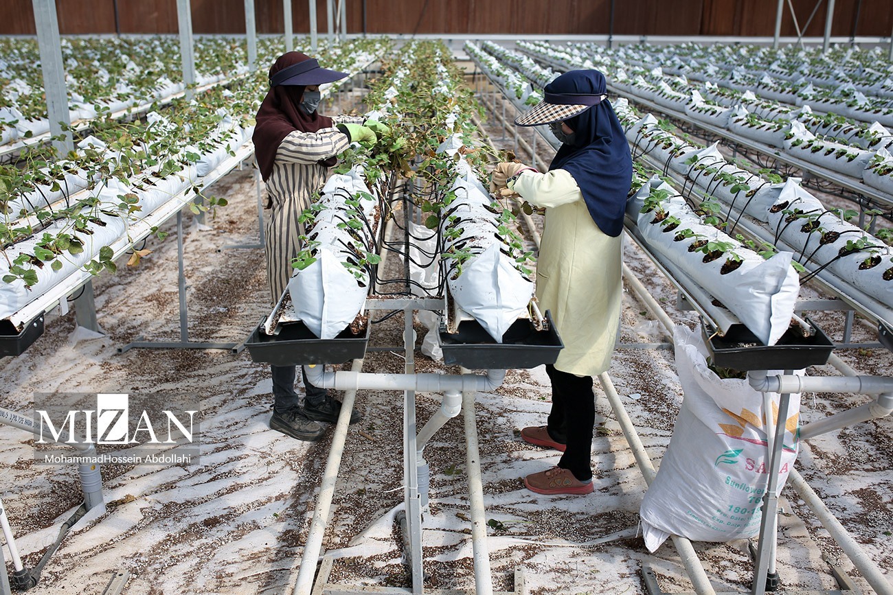 حمایت قضایی از تولید کل کشور/ جلوگیری از  خروج ۲۲ میلیون دلار سرمایه گذاری با حمایت قضایی دادگستری گلستان 